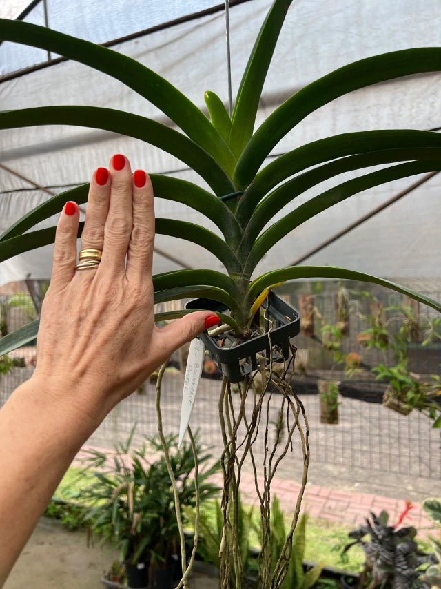 Orquídea Vanda Boonyarit Pastel – Adulta e Importada da Ásia, Flor Perfumada em Tons Suaves
