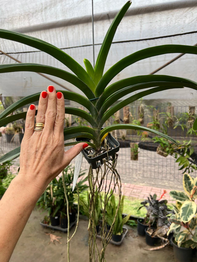 Orquídea Vanda Boonyarit Pastel – Adulta e Importada da Ásia, Flor Perfumada em Tons Suaves